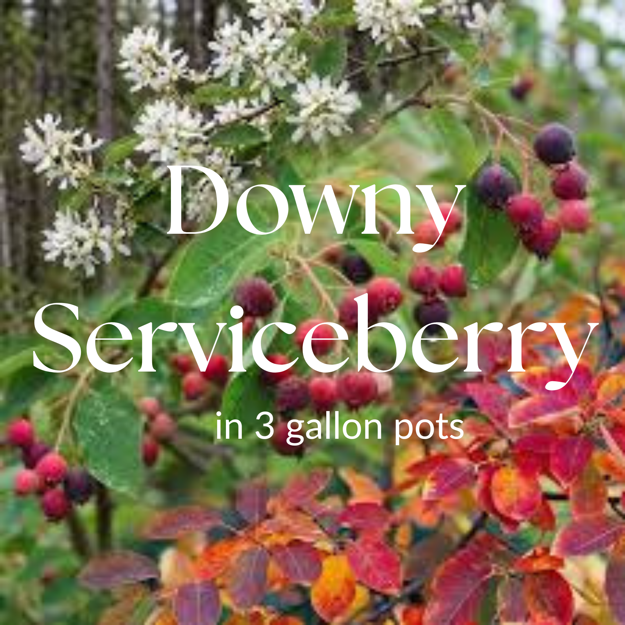 Downy Serviceberry (Amelanchier arborea)