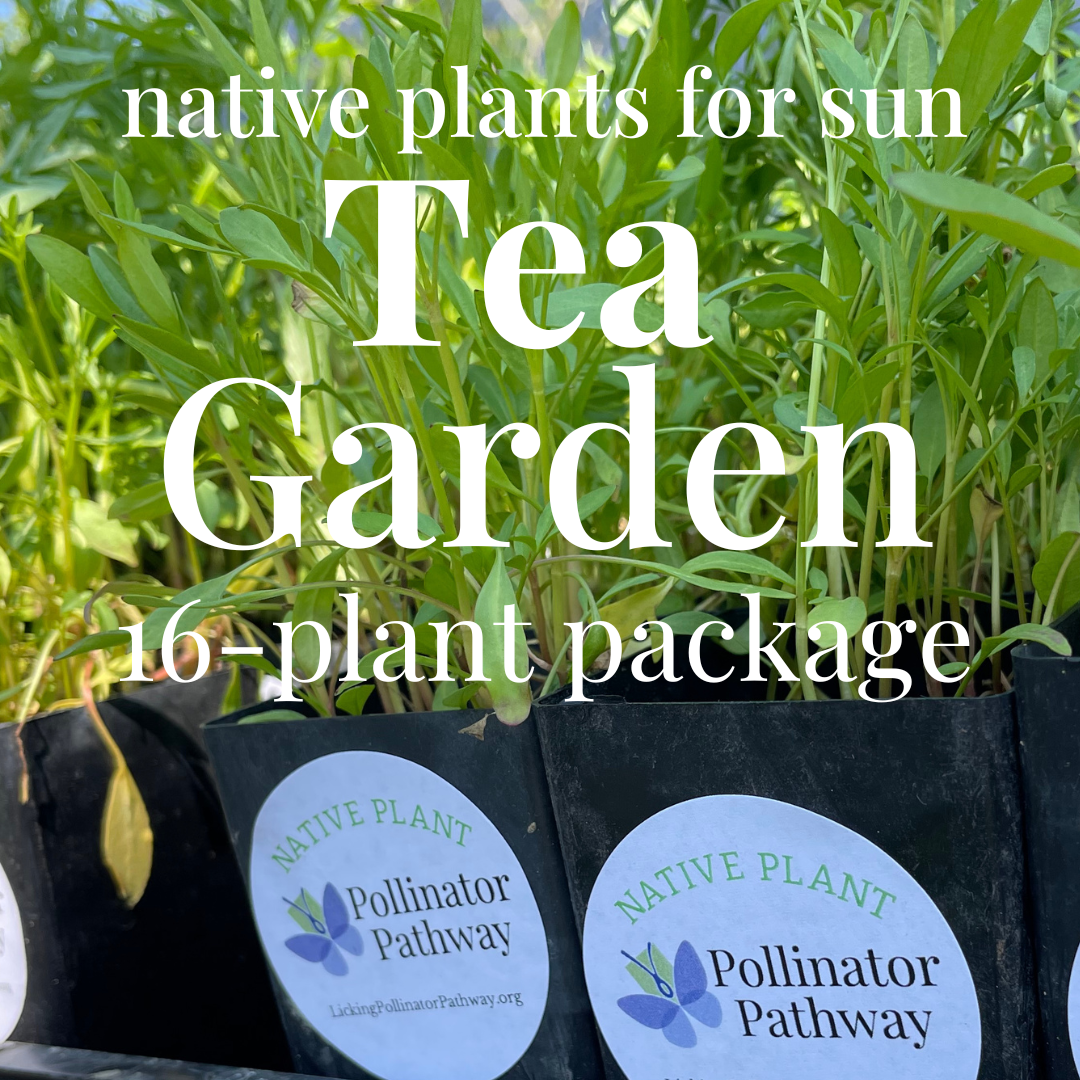 Tea Garden Package for SUN