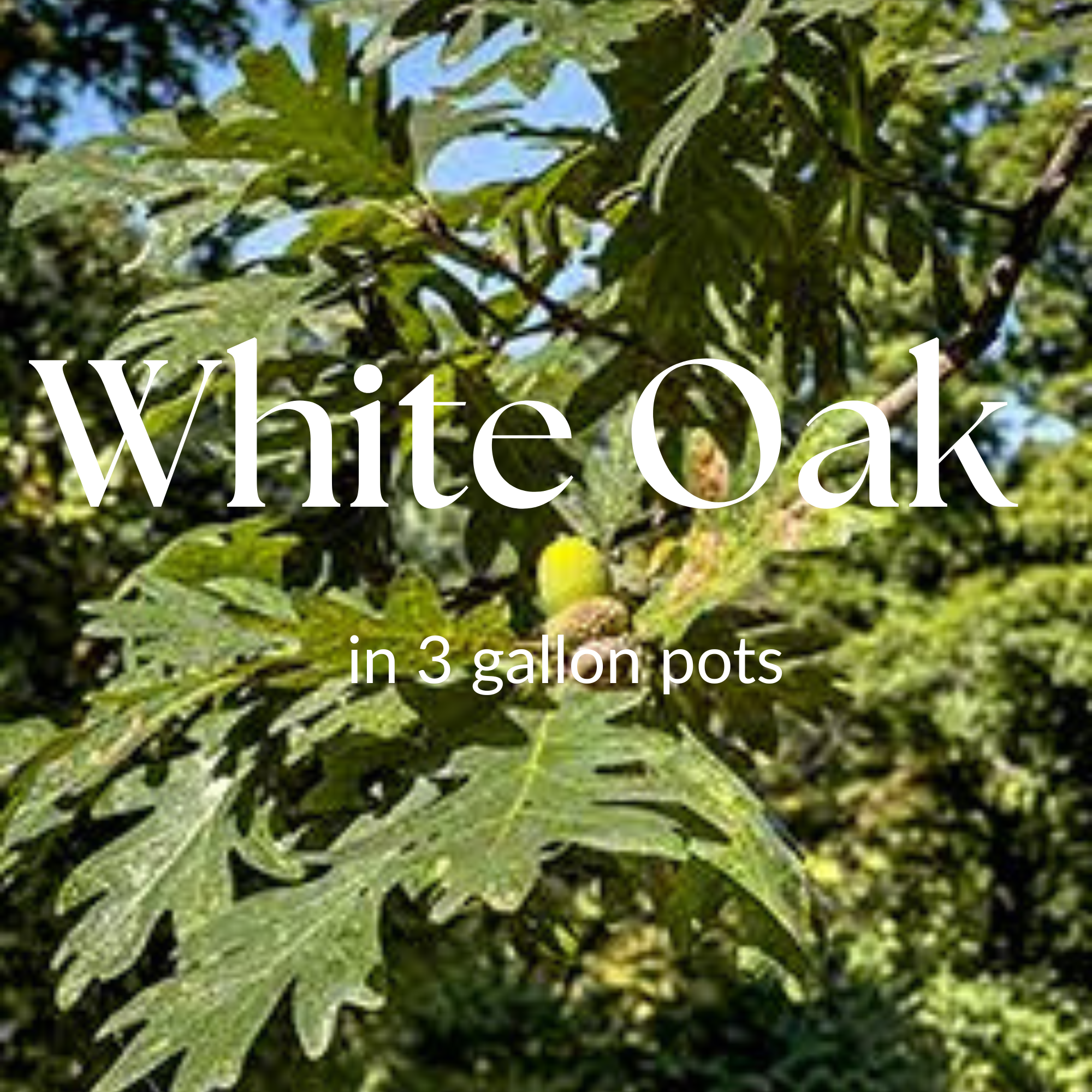 White Oak (Quercus alba)