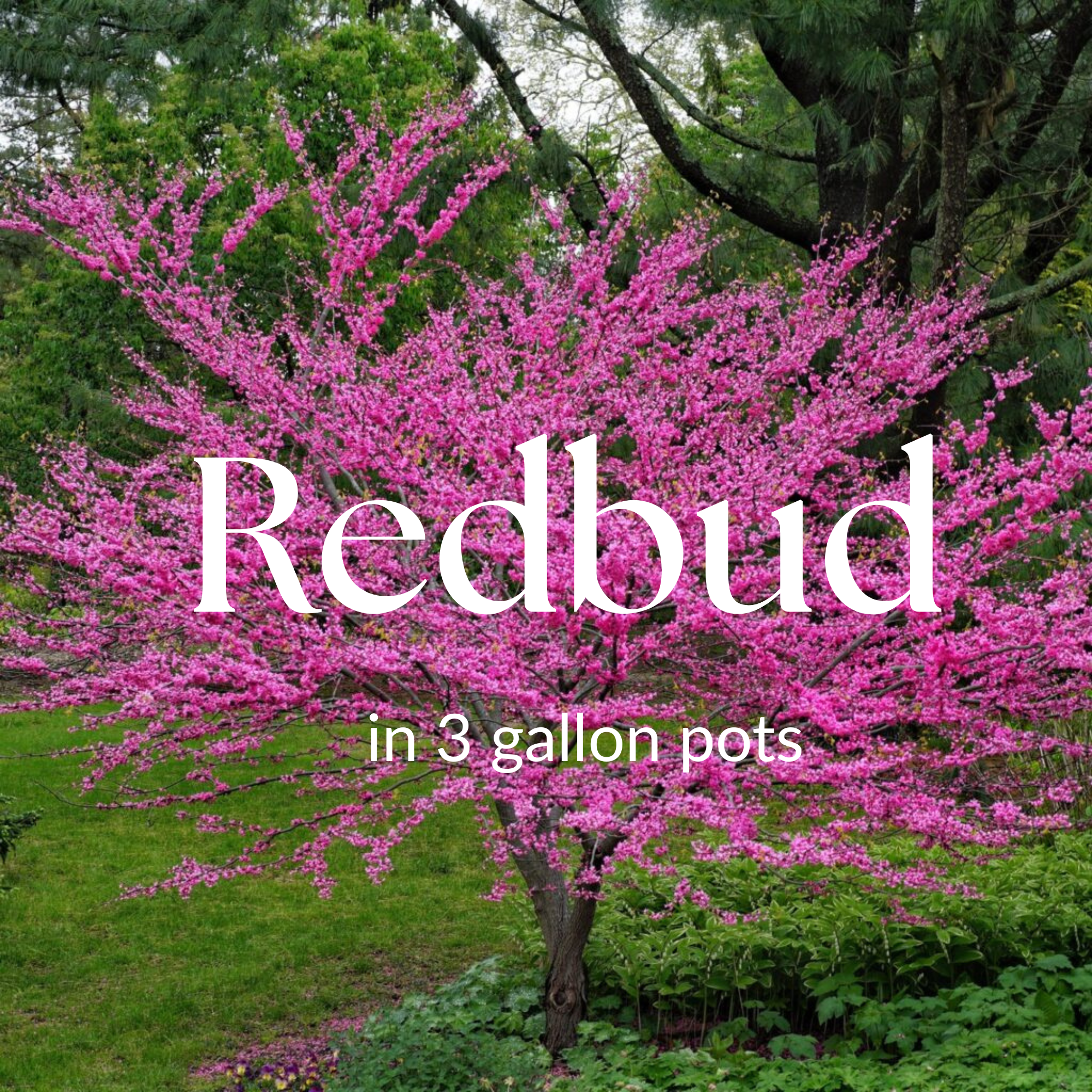 Redbud Tree (Cercis canadensis)