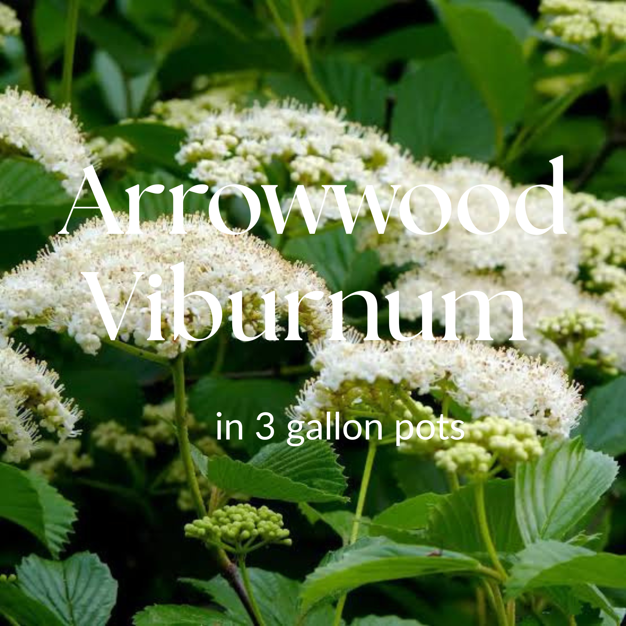 Arrowwood Viburnum (Viburnum dentatum)