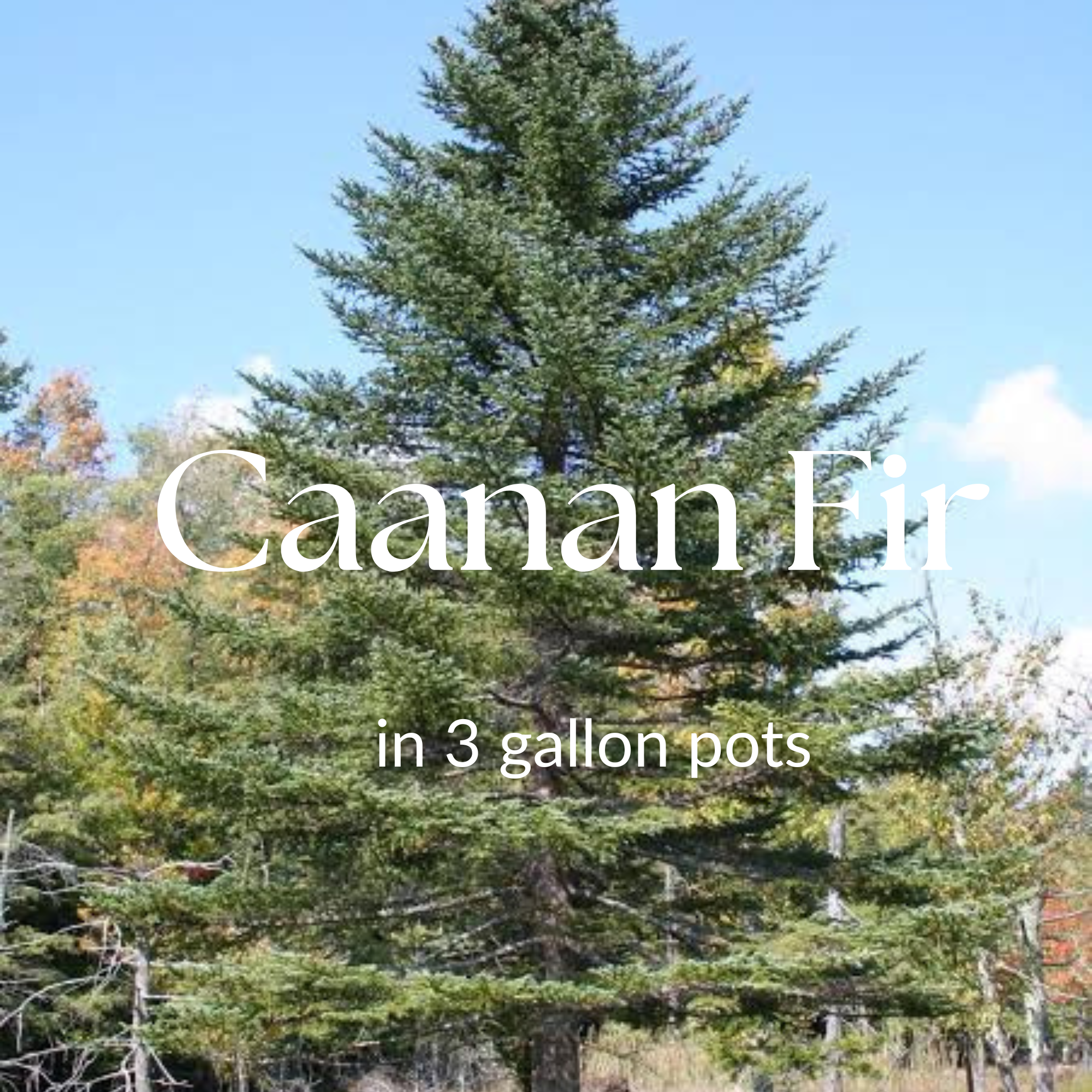 Canaan Fir (Abies balsamea)