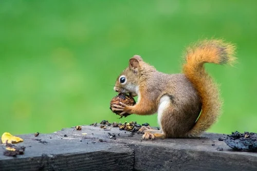 Unlike many wild animals, we only have our internal predators to deal with