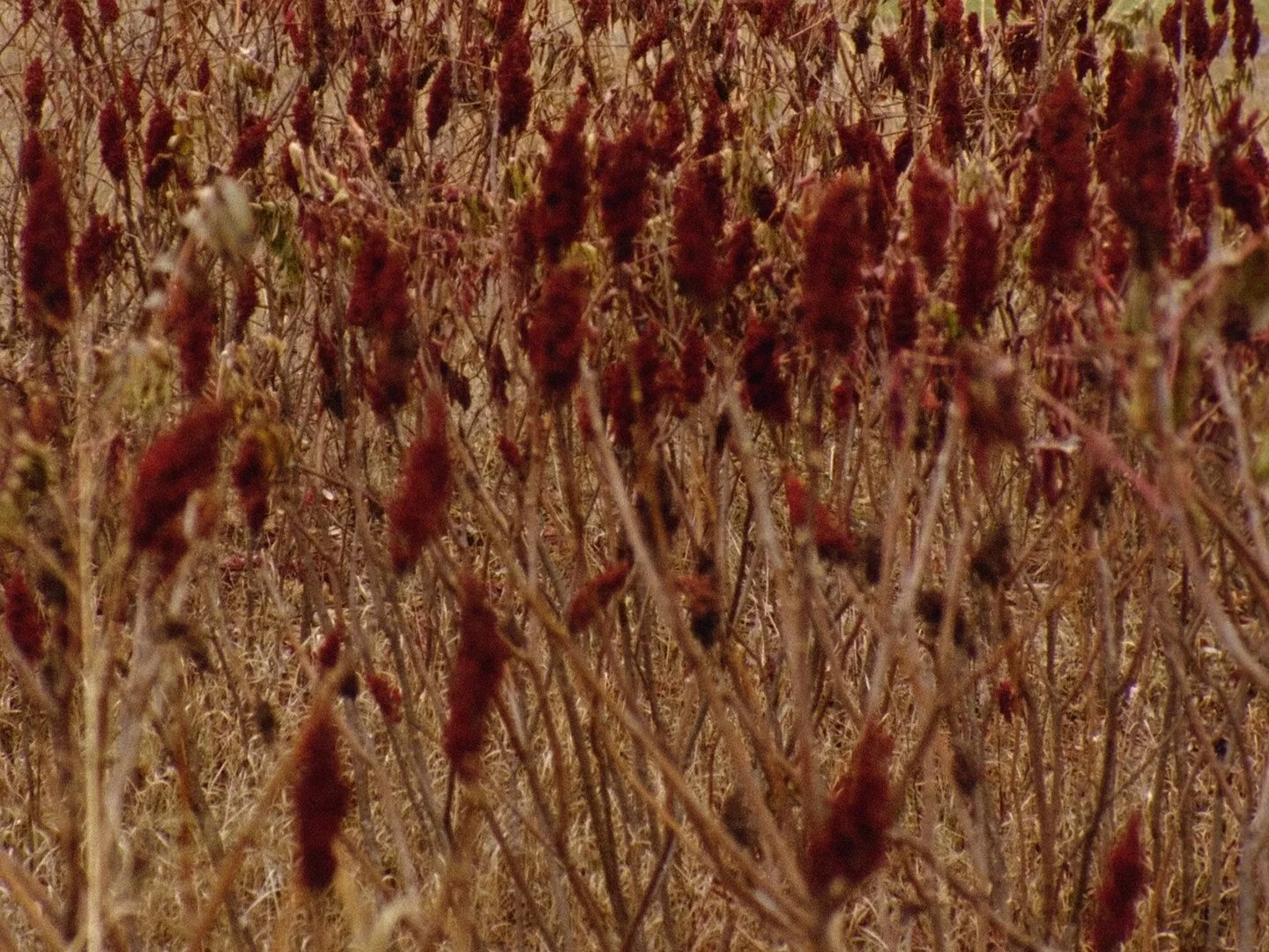 Photo 1 Kenilworth_Still1_Hoolihan.jpeg