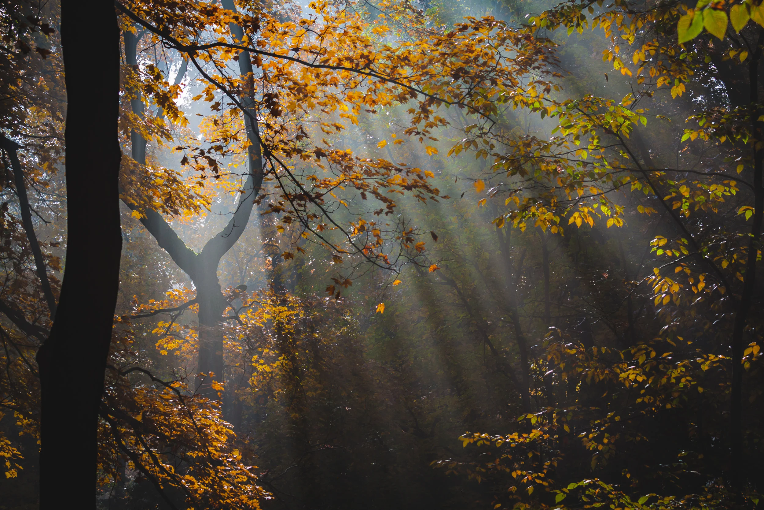 Fall Rays of Light-1.jpg