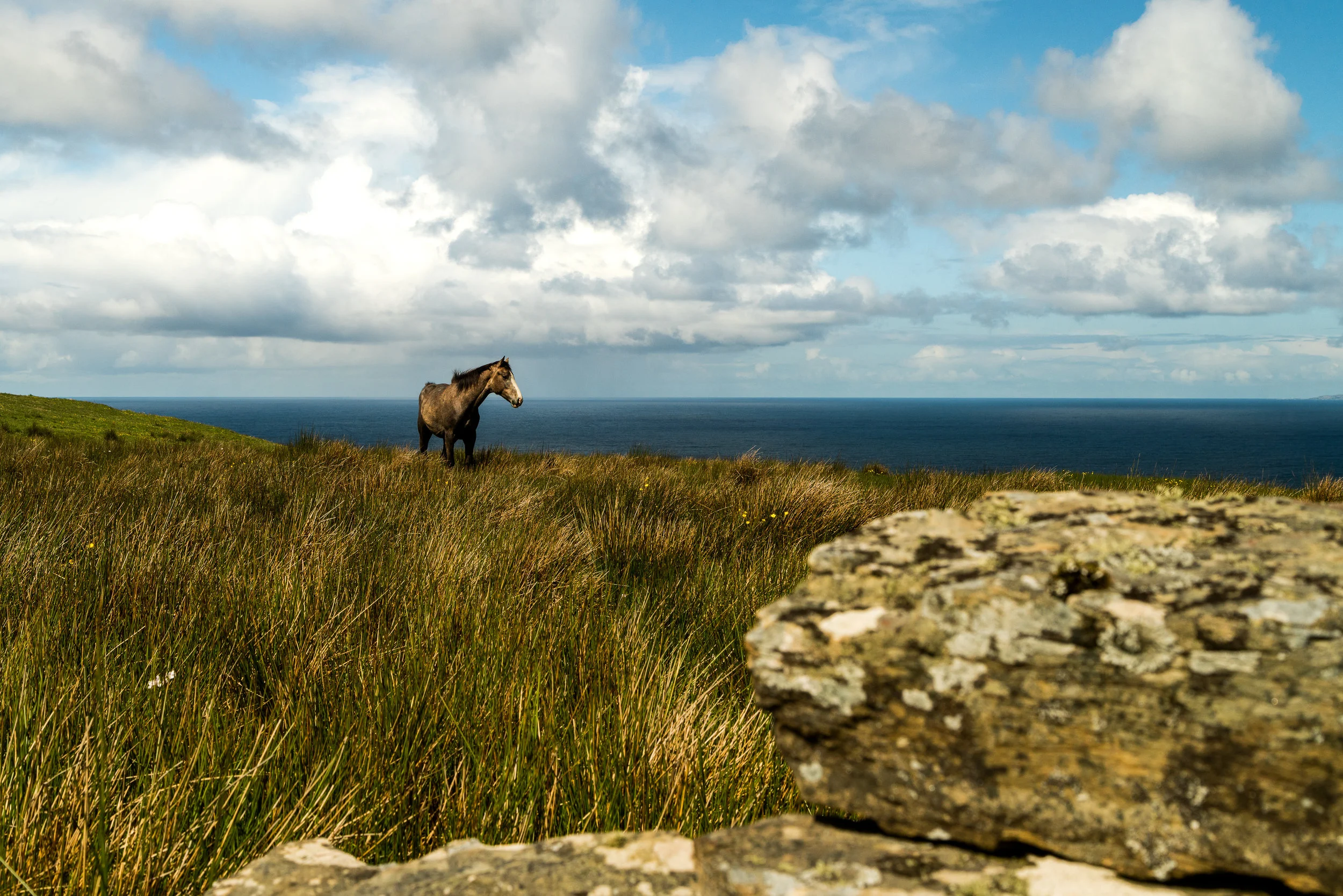 Grazing Horse