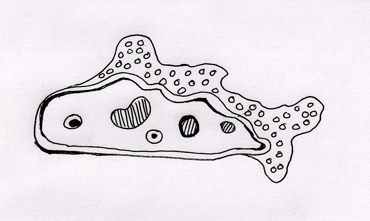 Fish 1 Ameba Fish.JPG