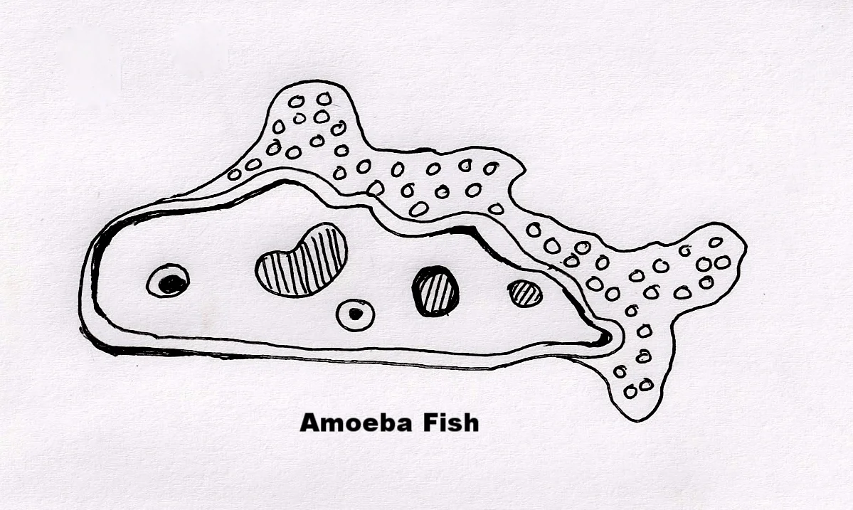 Fish 1 Ameba Fish.JPG