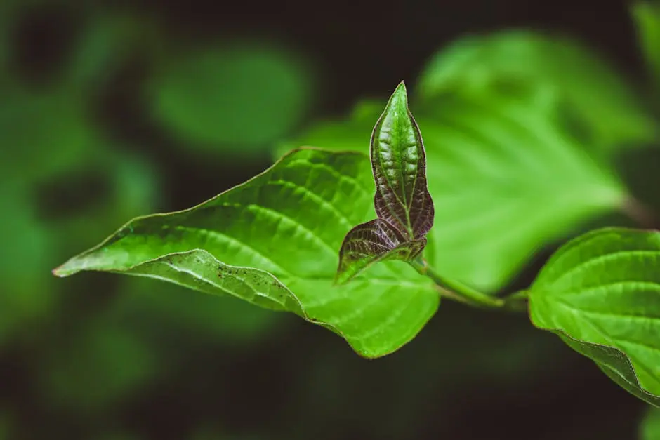 Transform Your Outdoor Space with Bay Area Turf