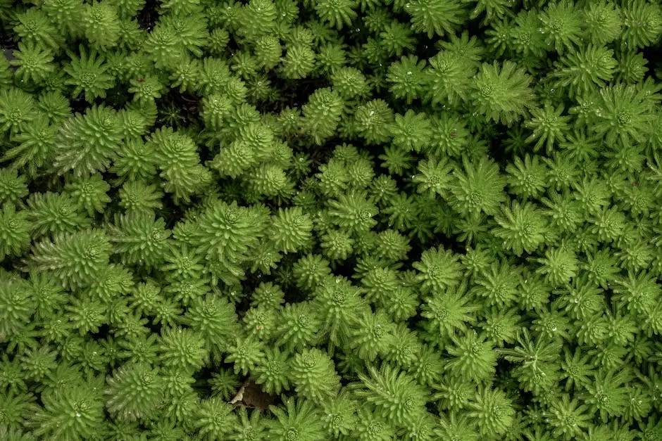 Essential Fremont Landscaping Tips for Beginners