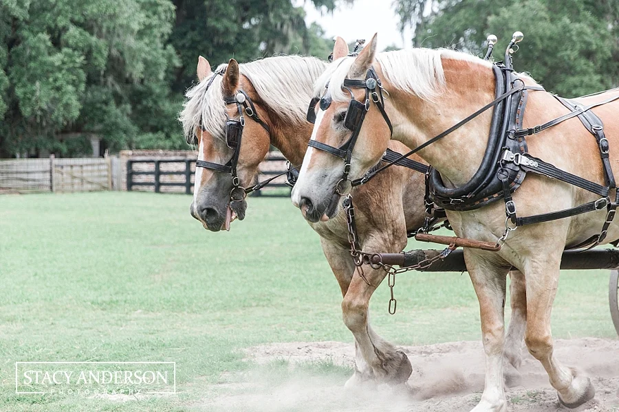 Stacy Anderson Photography Charleston Destination Wedding Photographer_1536