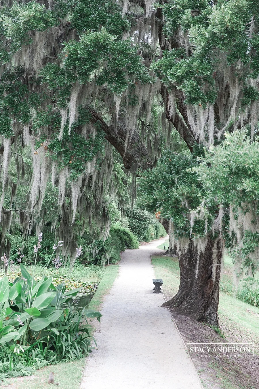 Stacy Anderson Photography Charleston Destination Wedding Photographer_1544