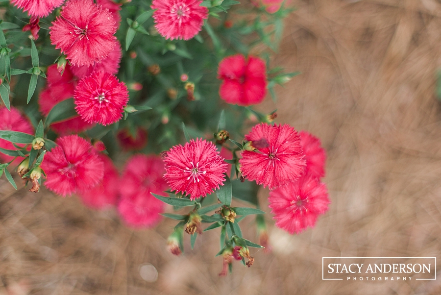 Stacy Anderson Photography Houston McGovern Centennial Gardens_1629