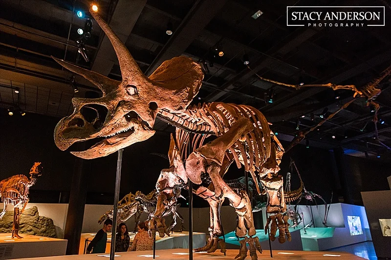 Stacy Anderson Photography Houston Museum of Natural Science Wedding Photographer (9)