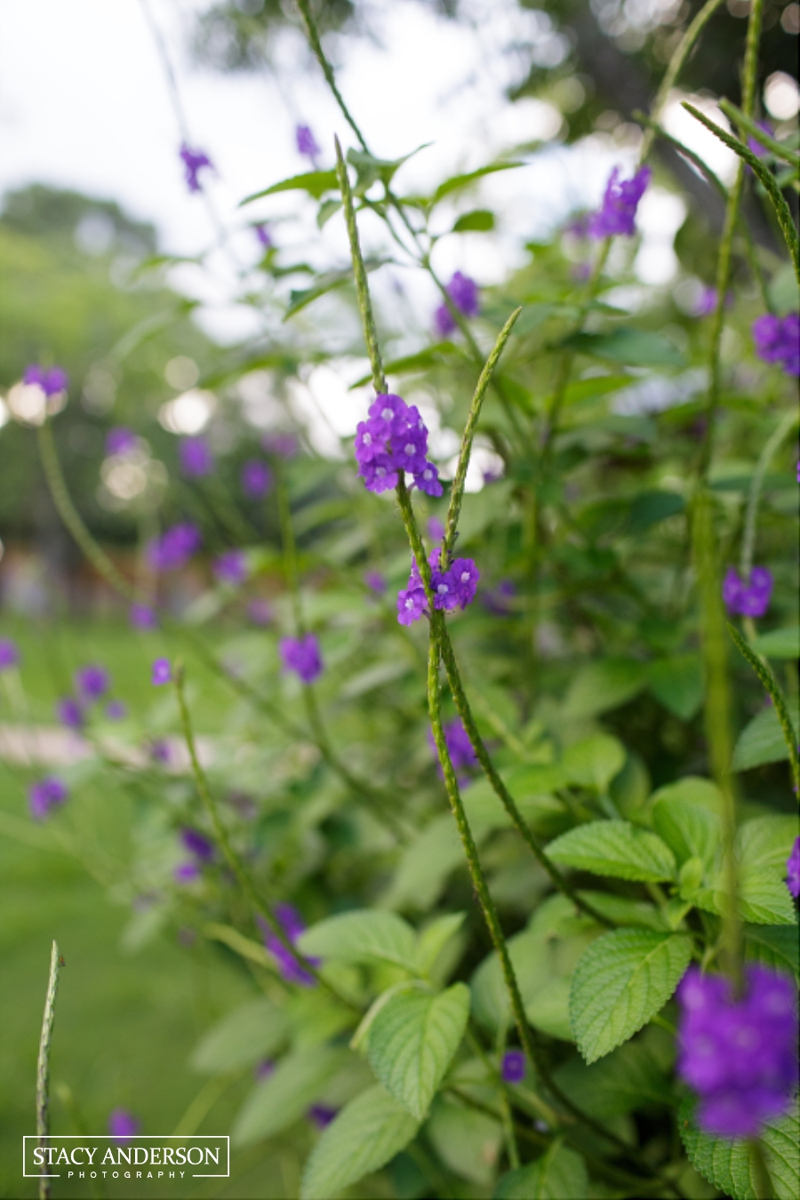 Stacy Anderson Photography Chandelier Grove_0042
