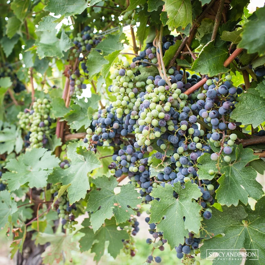 Stacy Anderson Photography_0494