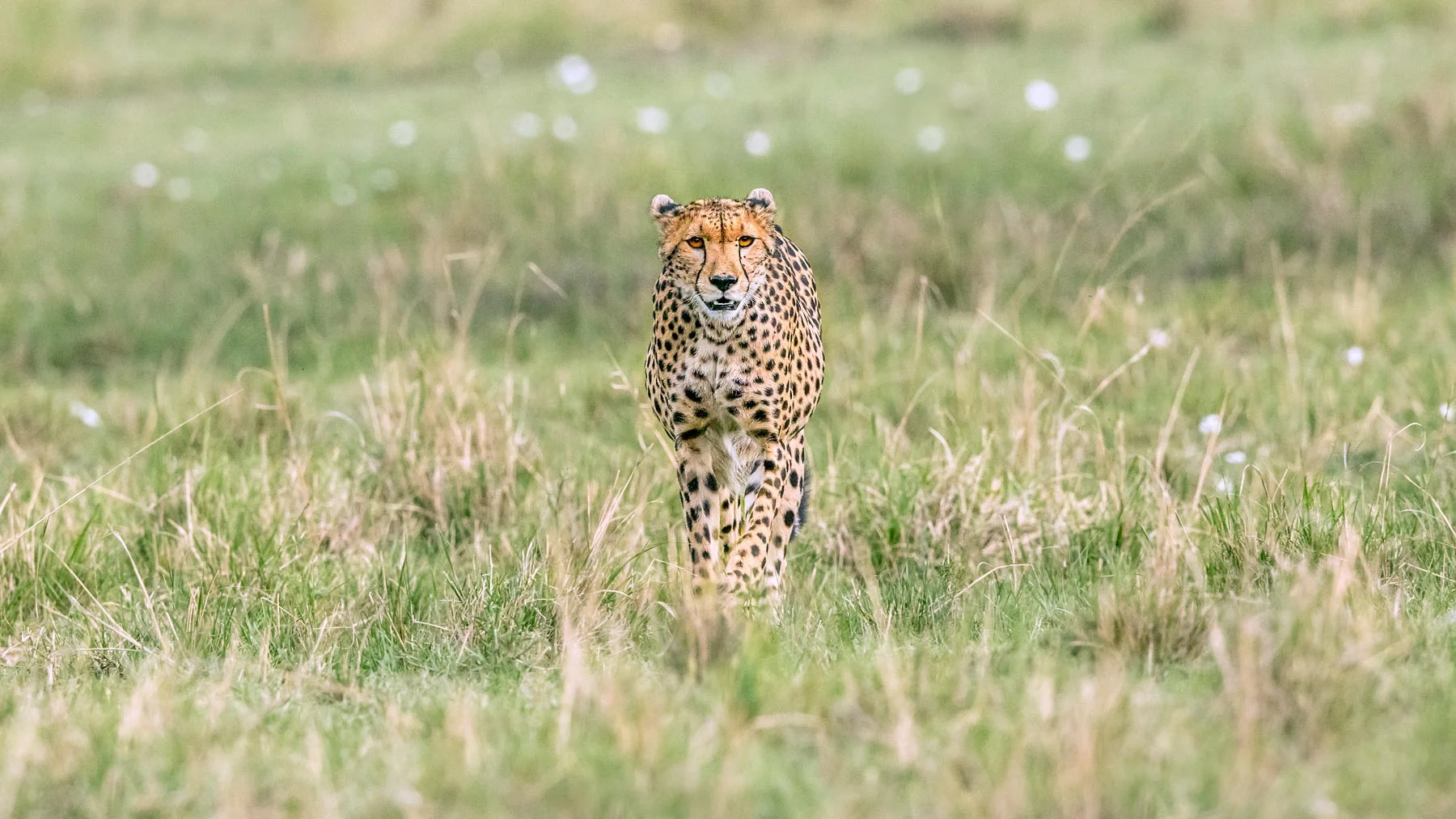 Cheetah.jpg