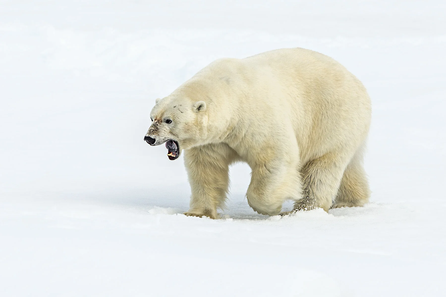 Growl.jpg