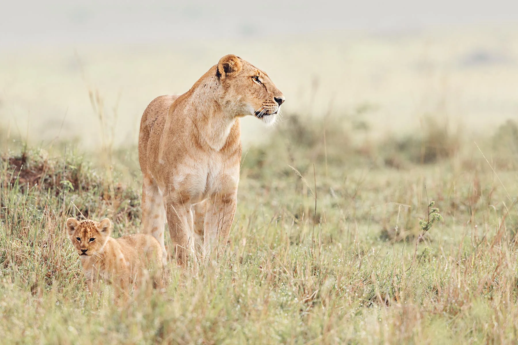 Lioness-and-Cub.jpg
