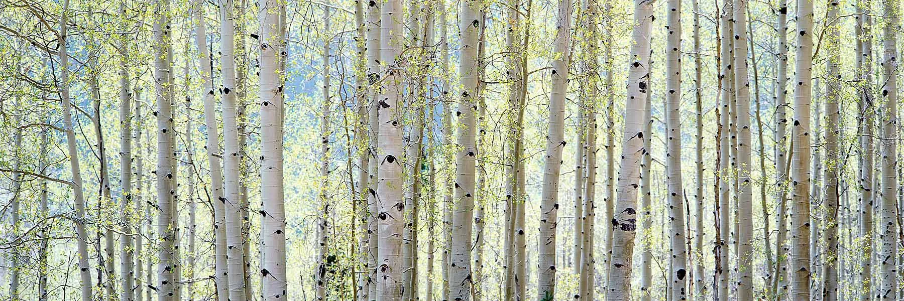 Aspens.jpg