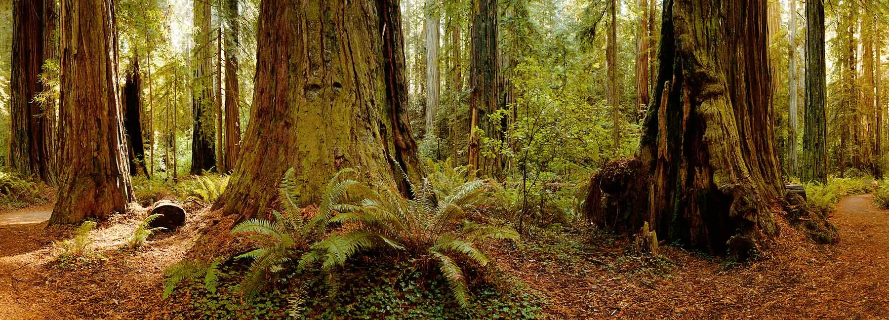 Stout-Grove.jpg