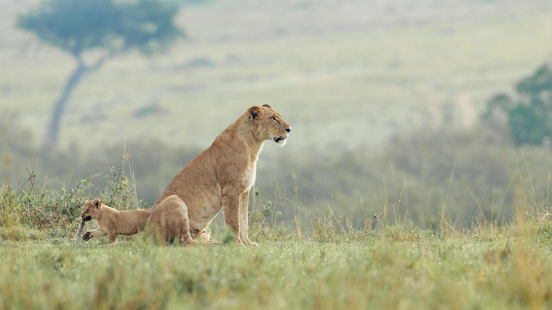 A-Lion's-Tail.jpg