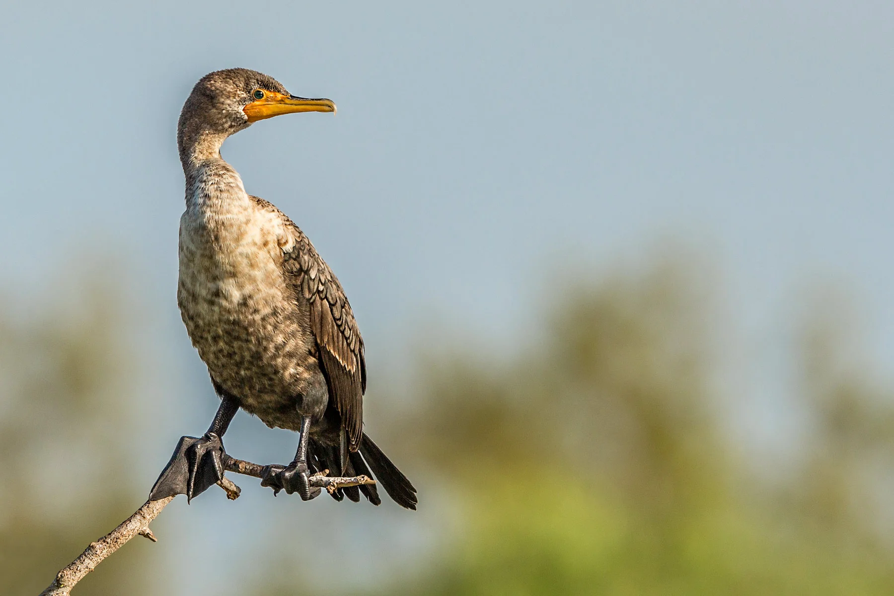 Cormorant.jpg