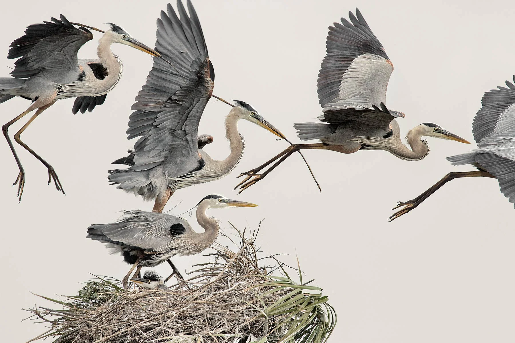 Great-Blue-Herons.jpg