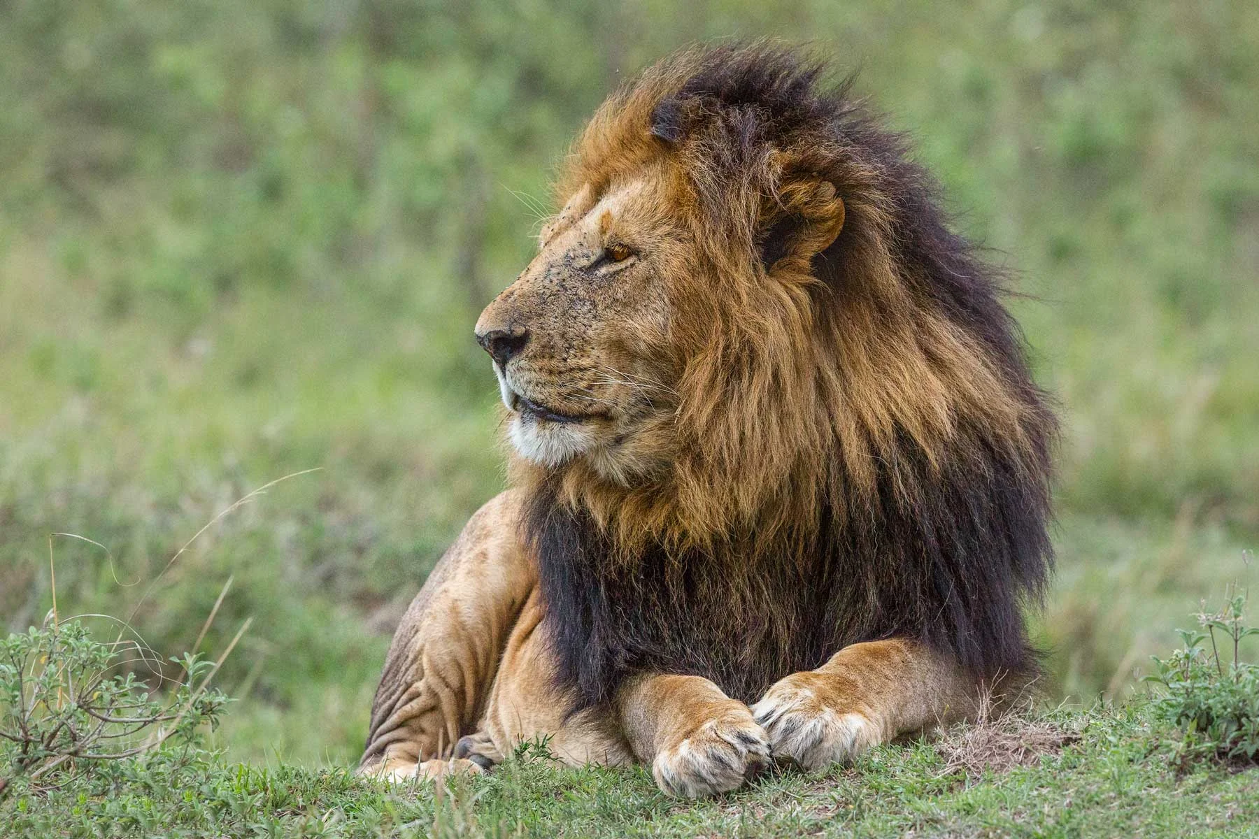 King-of-the-Jungle.jpg