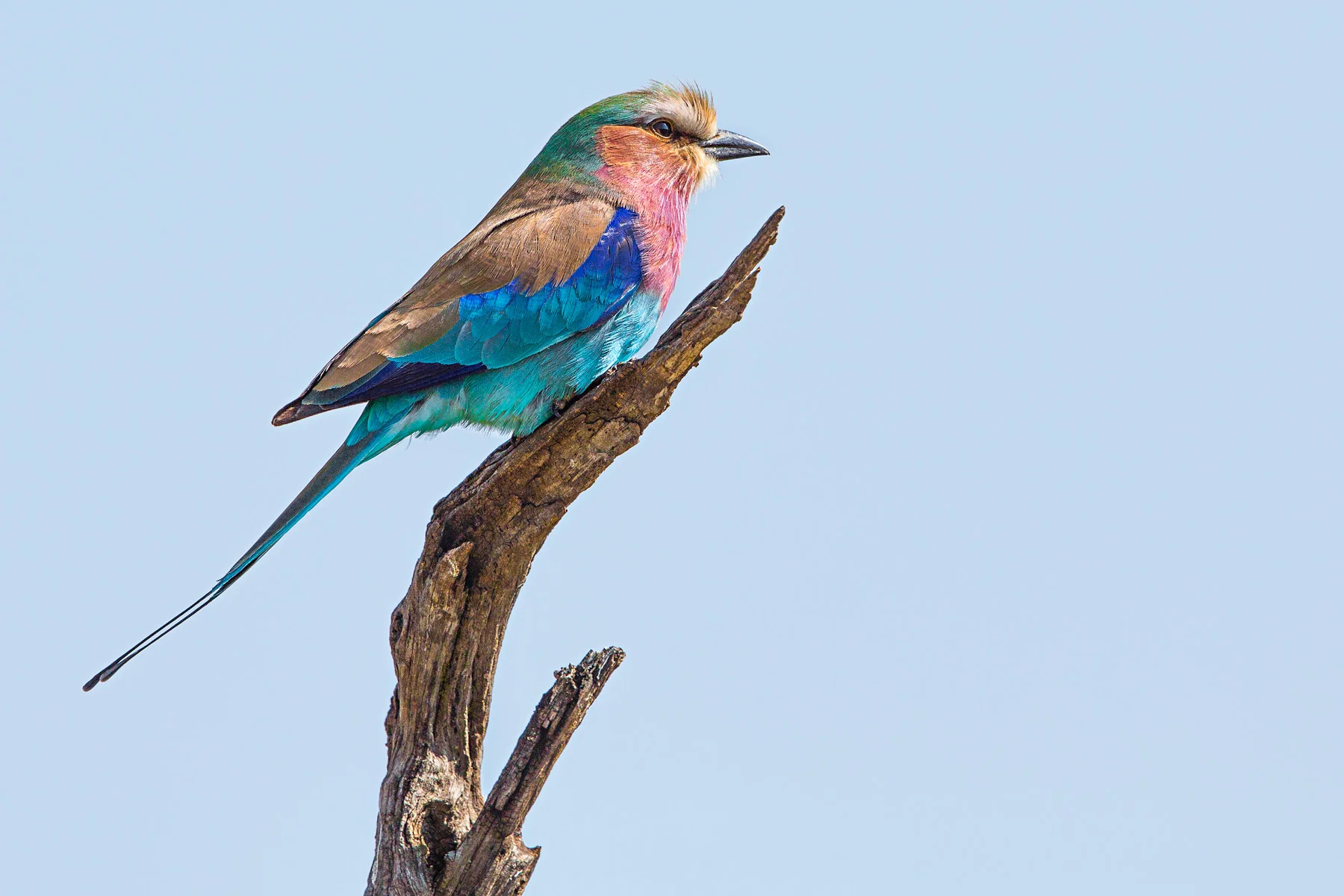 Lilac-Breasted-Roller.jpg