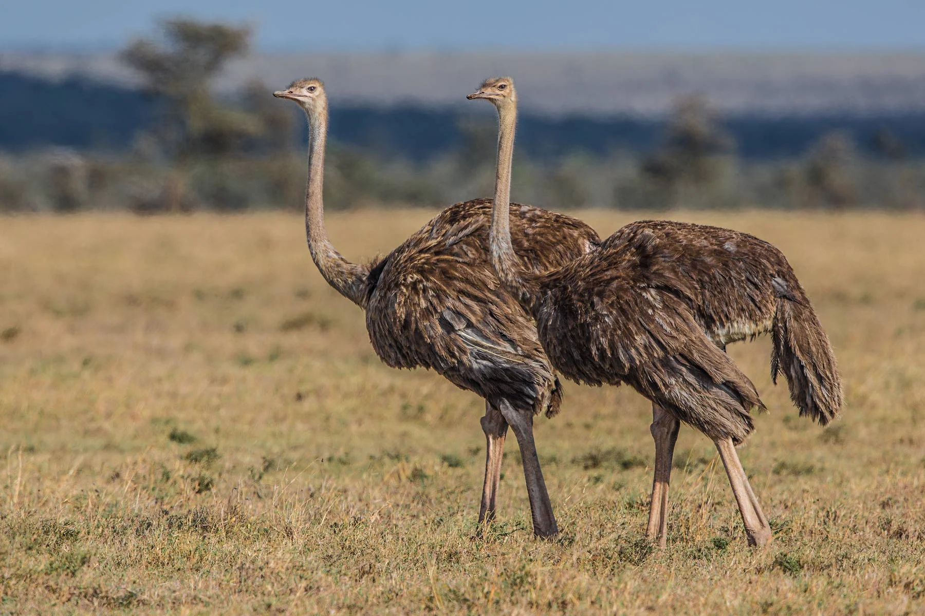 Ostriches.jpg