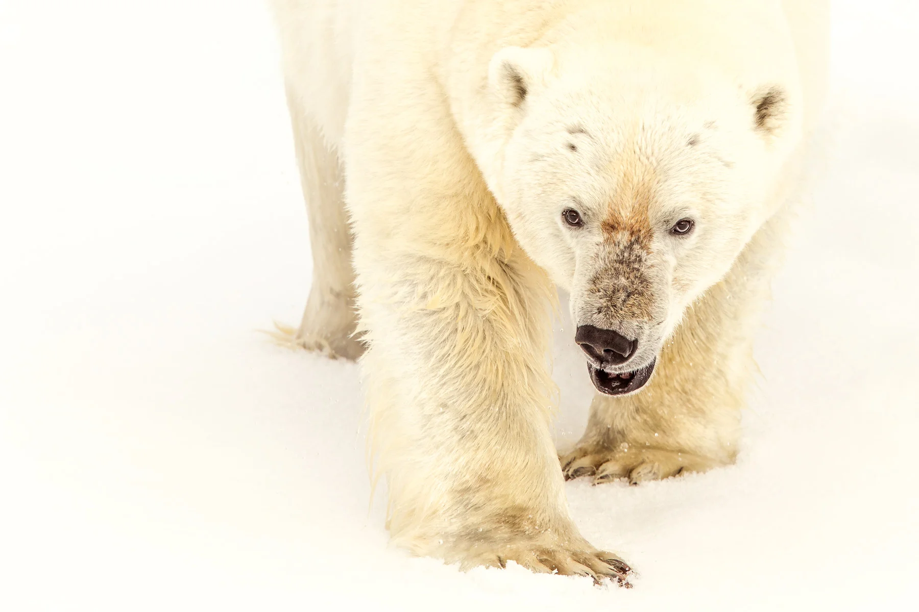 Polar-Bear-Closeup.jpg