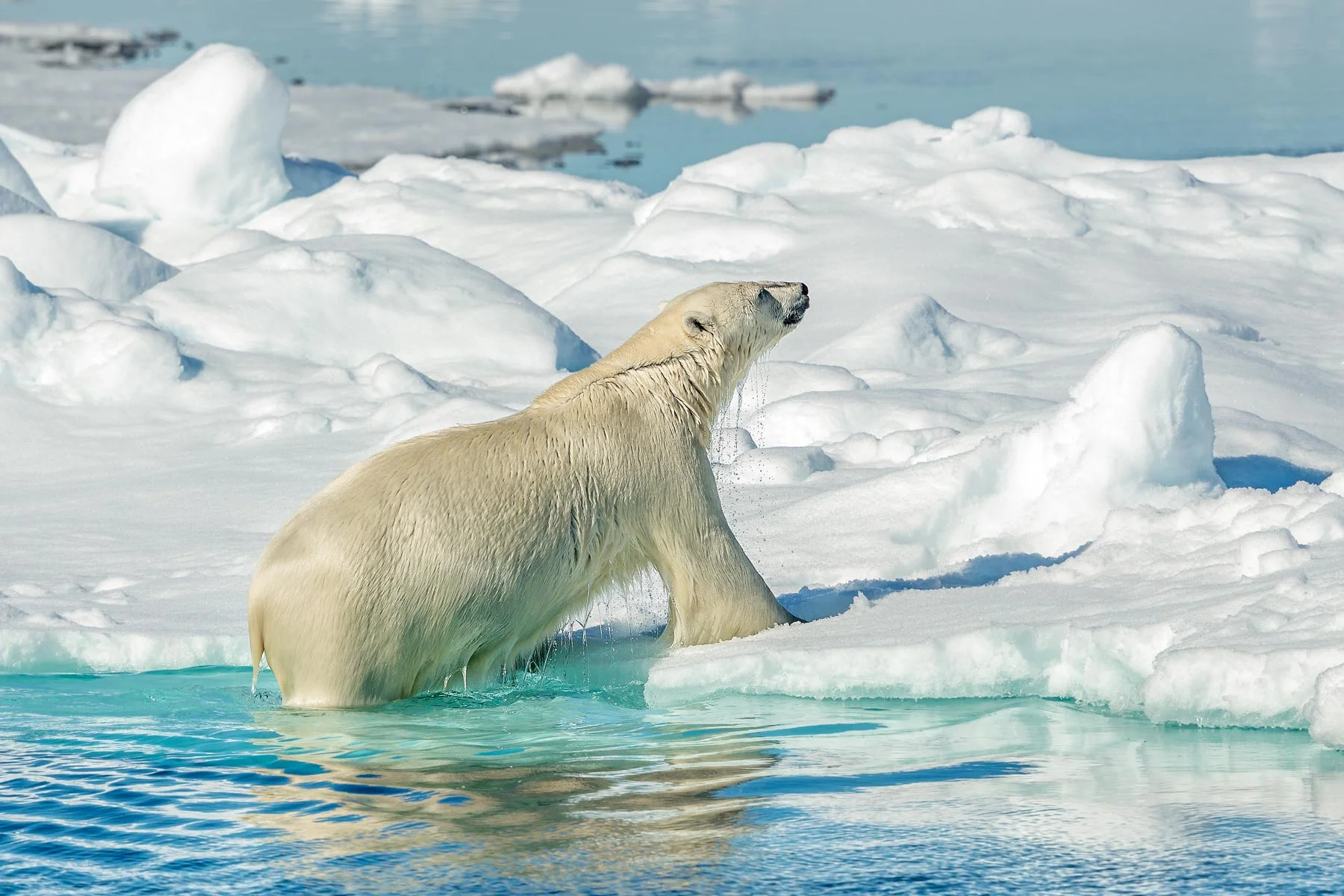Polar-Bear-Key-West.jpg