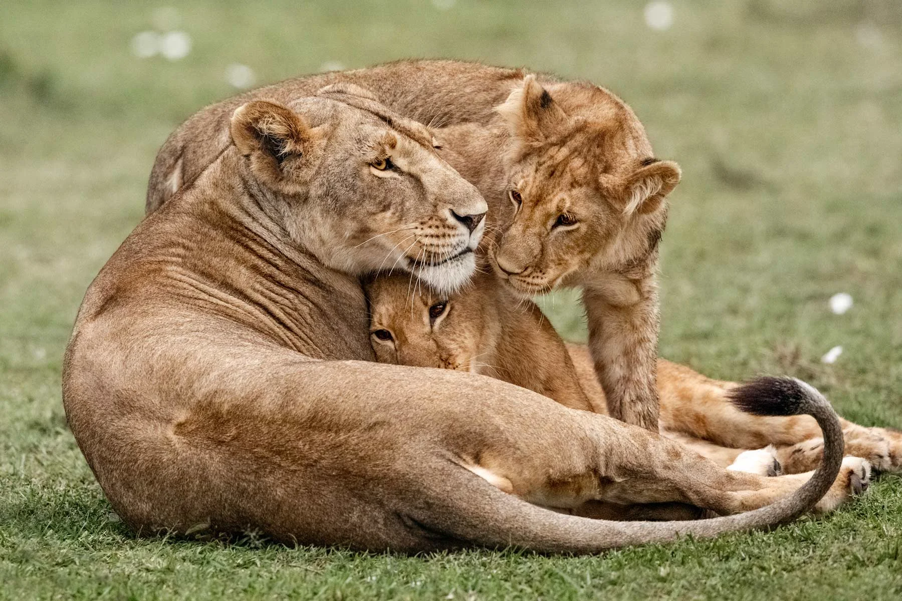 Pride-of-the-Mara.jpg
