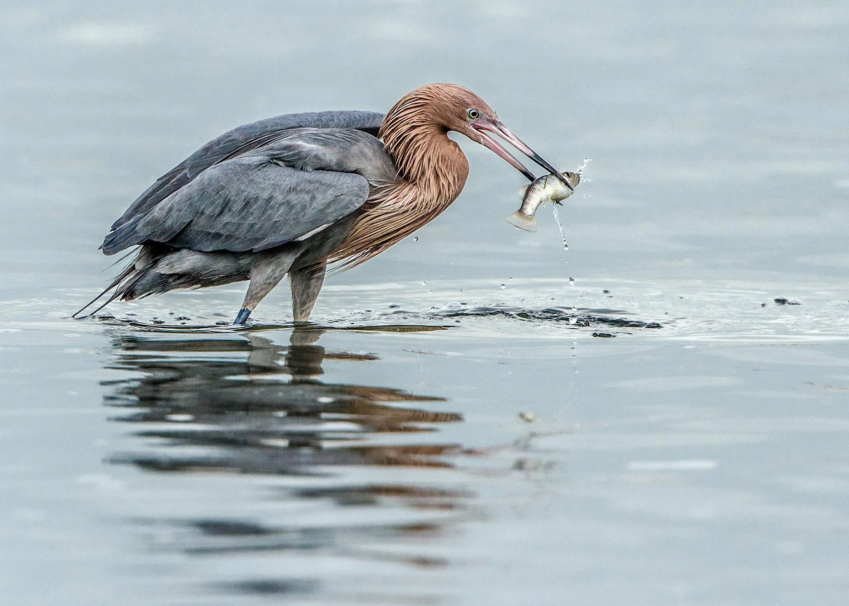 Reddish-Egret.jpg