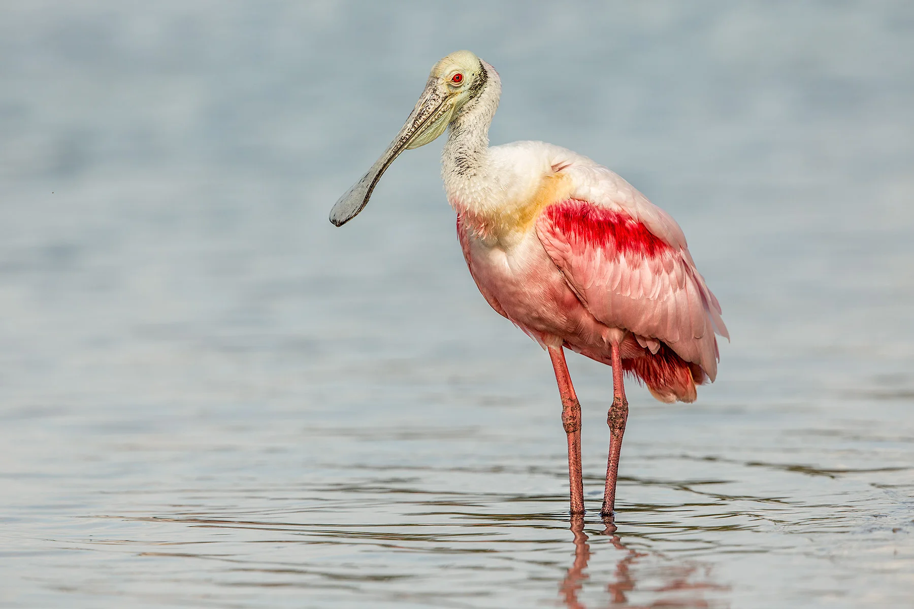 Roseate-Spoonbill.jpg