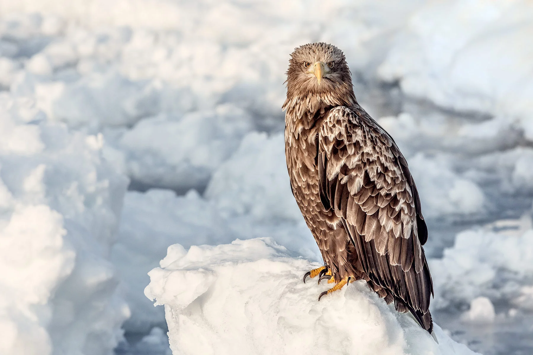 White-tailed-Eagle.jpg