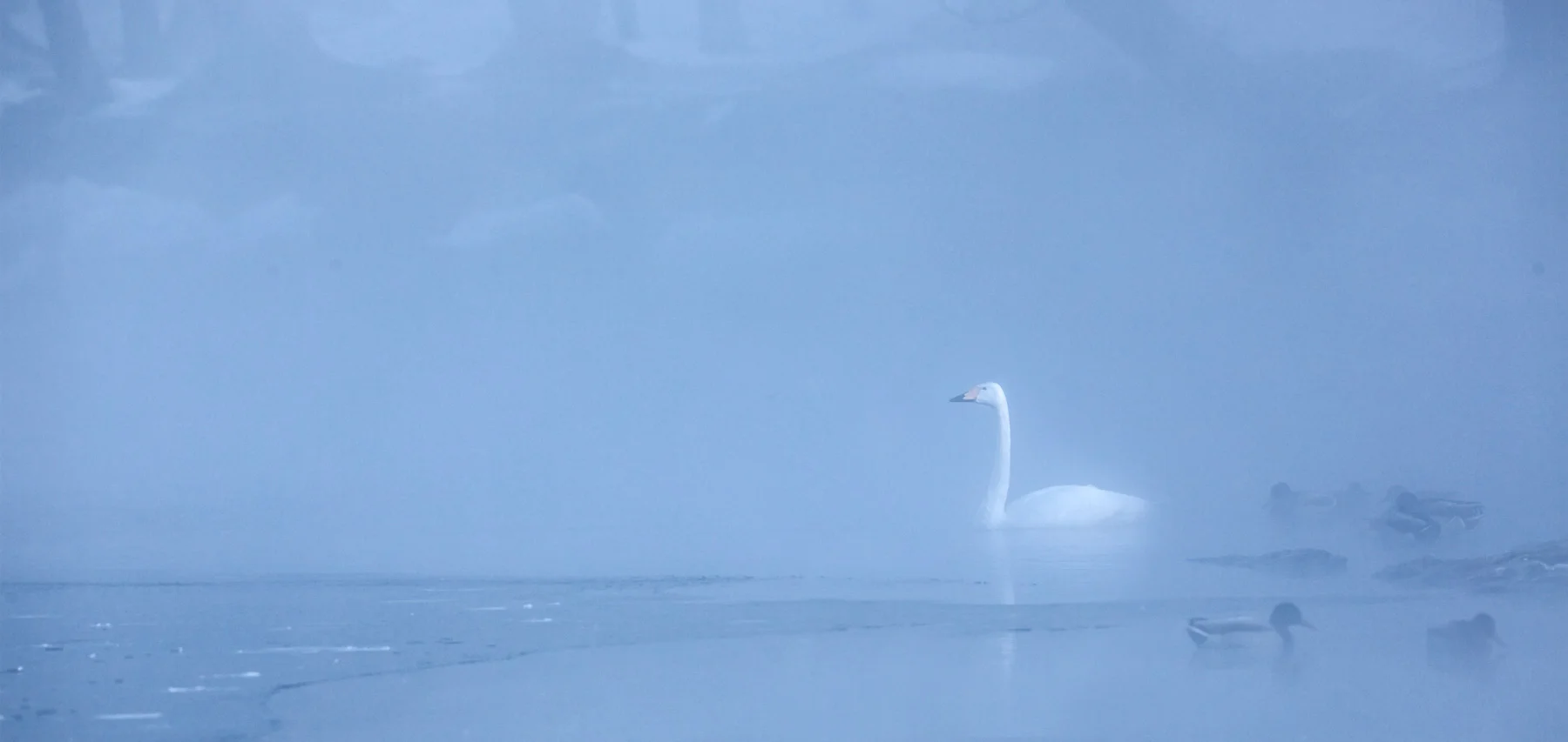 Blue Swan