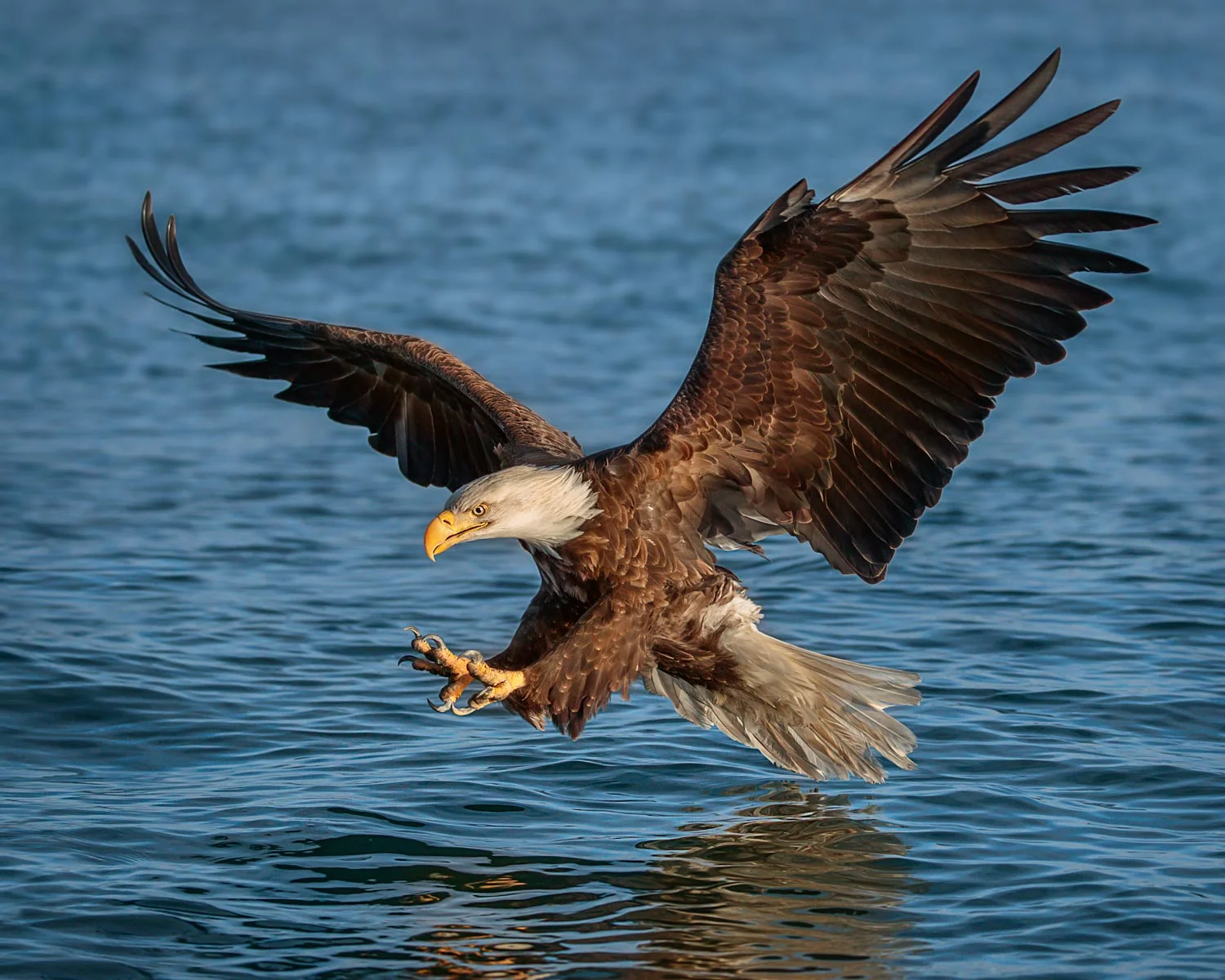 EAGLE, HOMER ALASKA