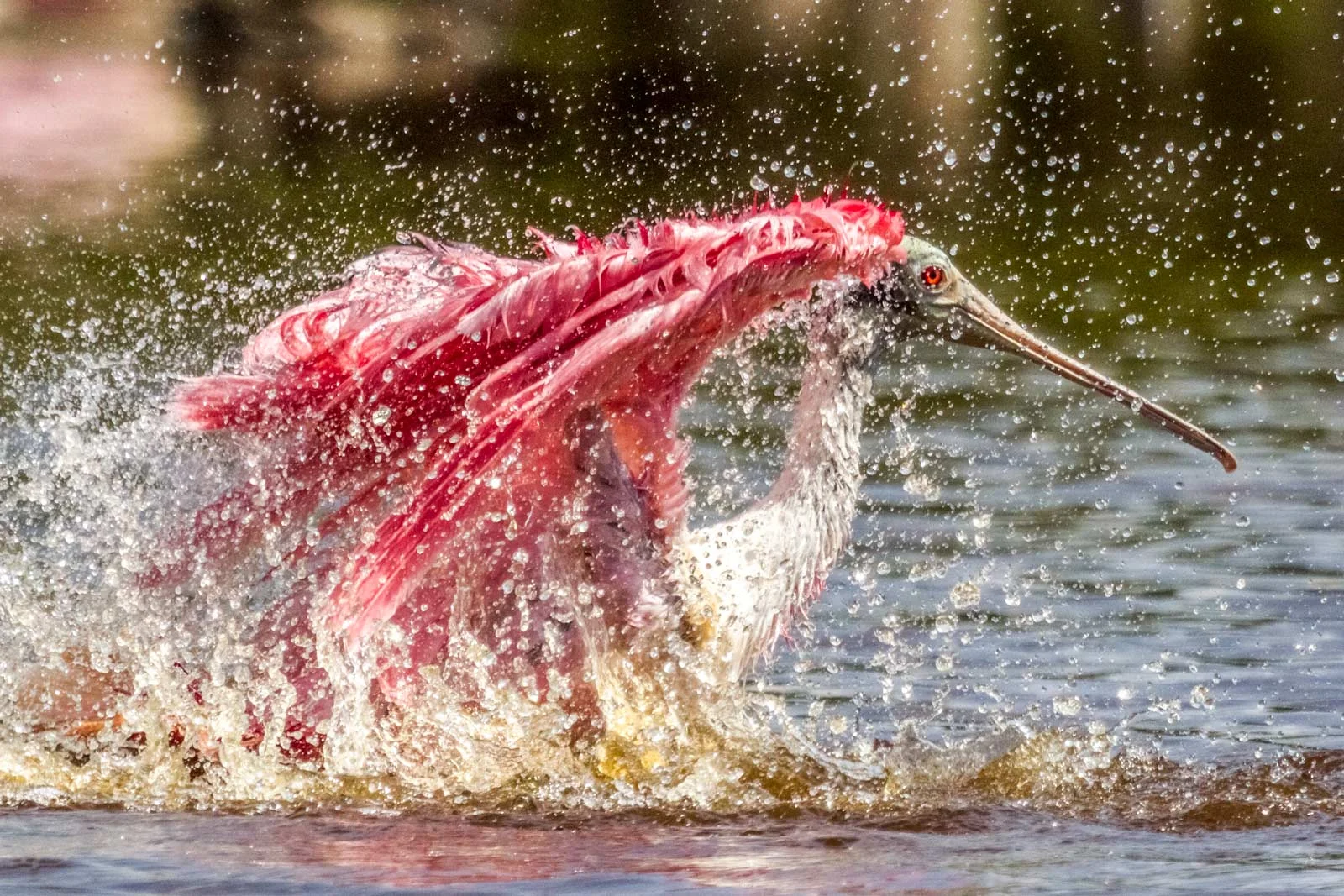 ROSEATE SPOONBILL IN THE EVERGLADES