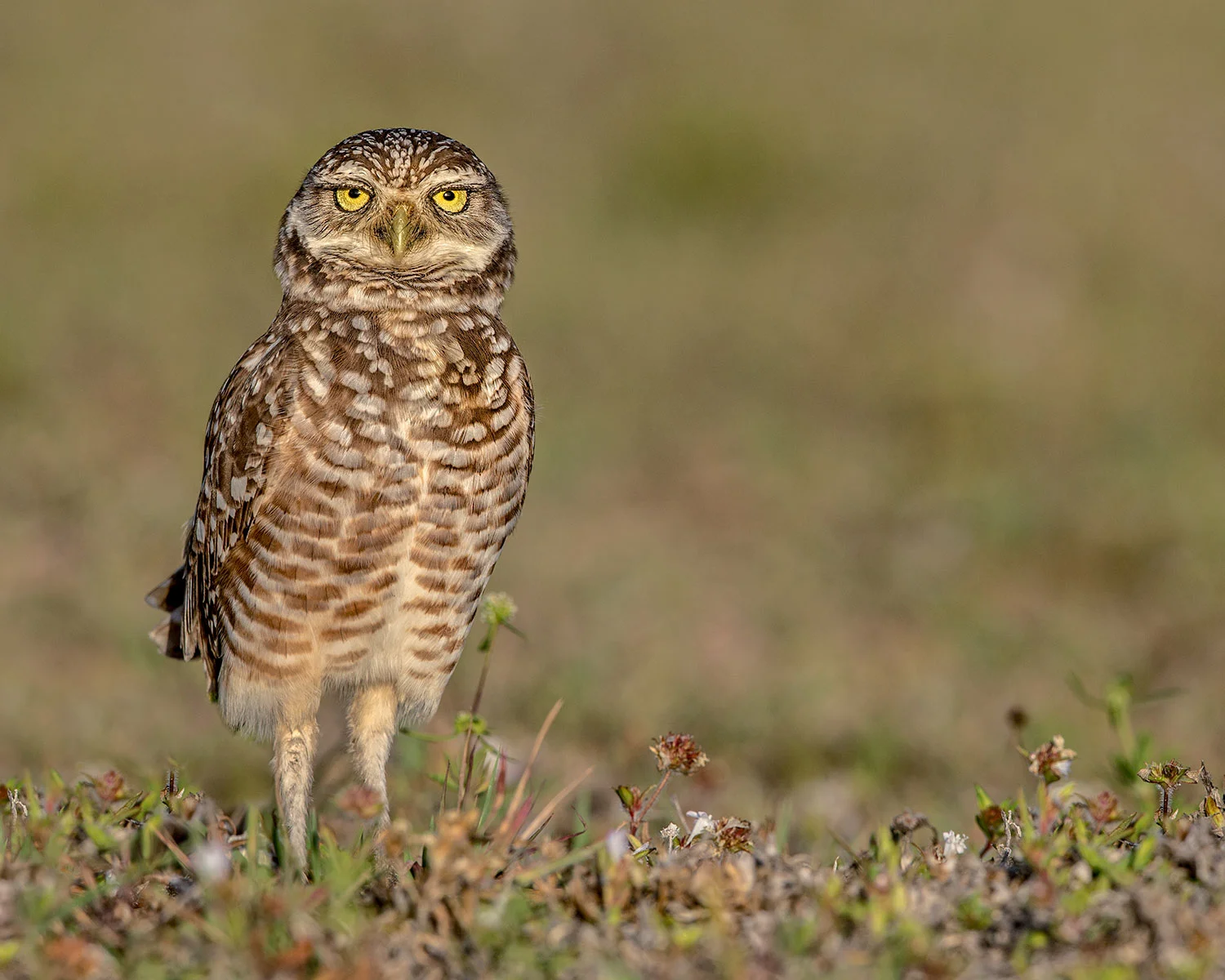 Burrowing Owl