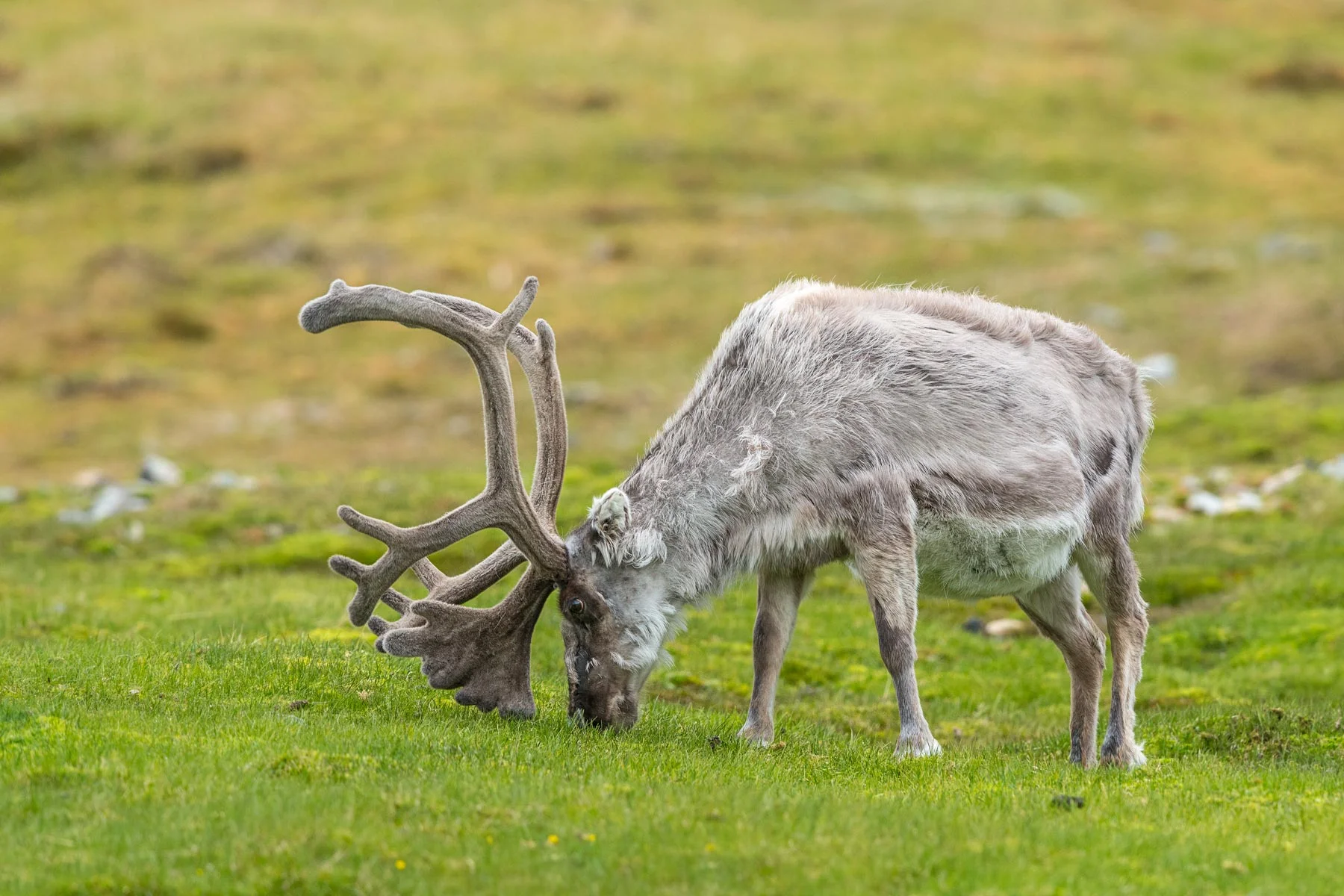 Norwegian Reindeer