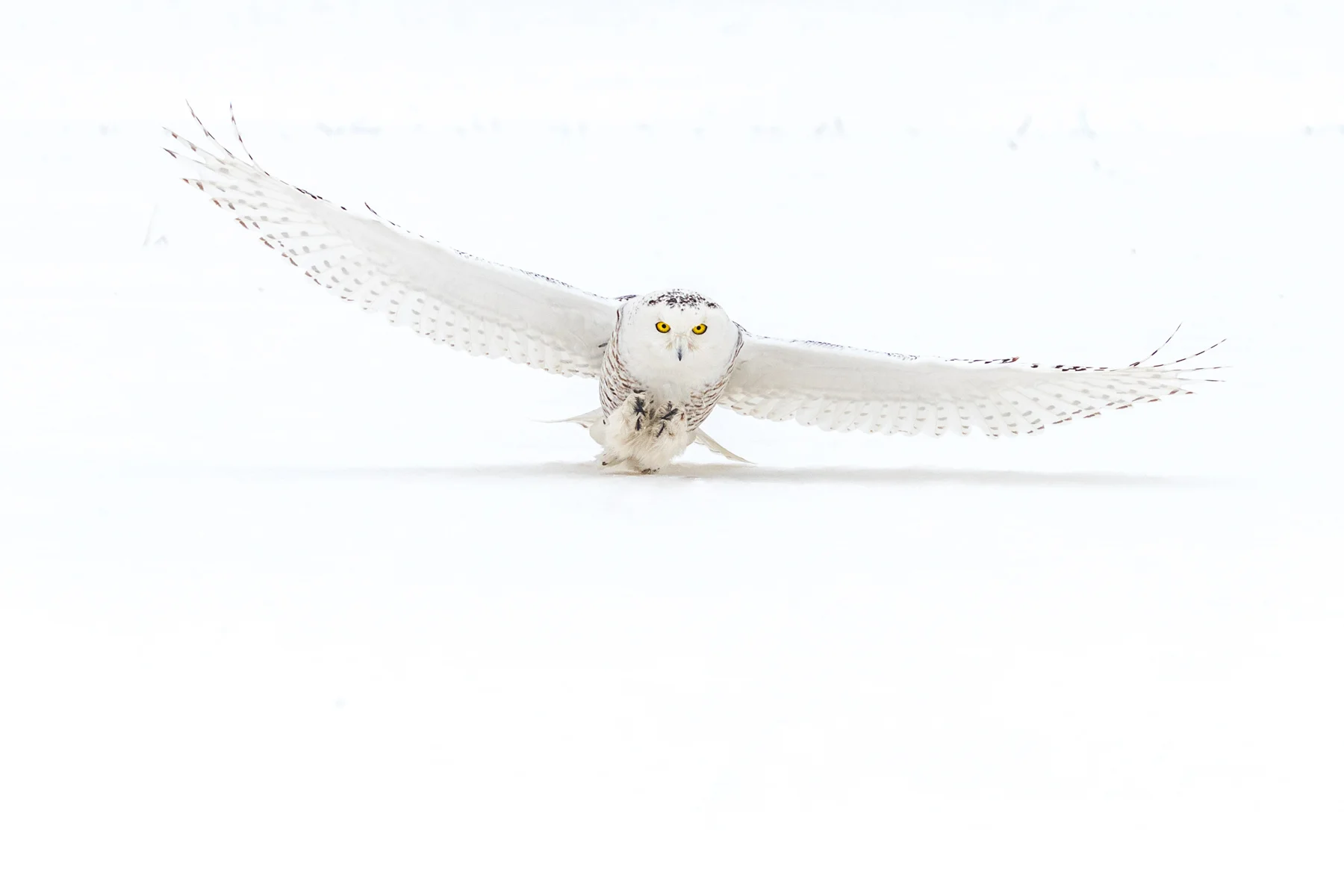 Snowy Owl