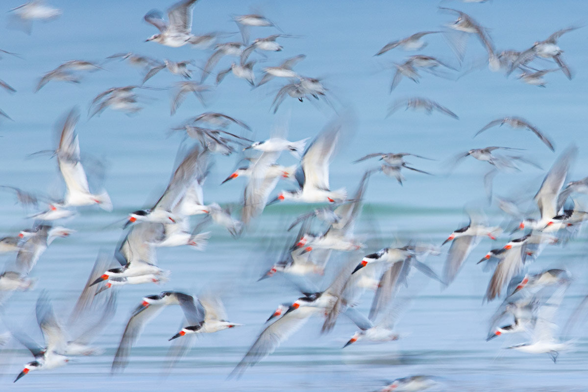 Skimmers at Dawn