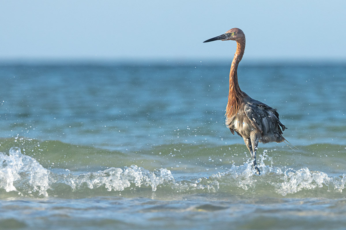 Tricolor Heron