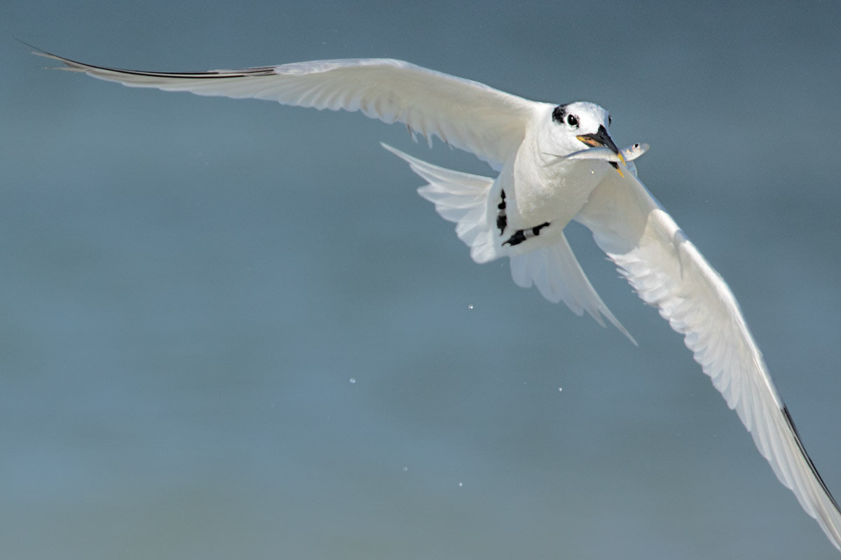 Sandwich Tern