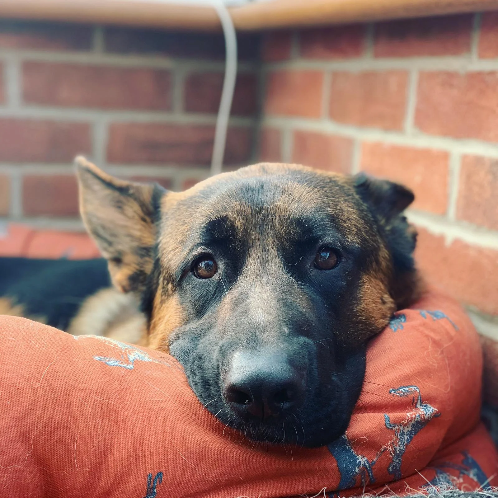 home from home dog sitting