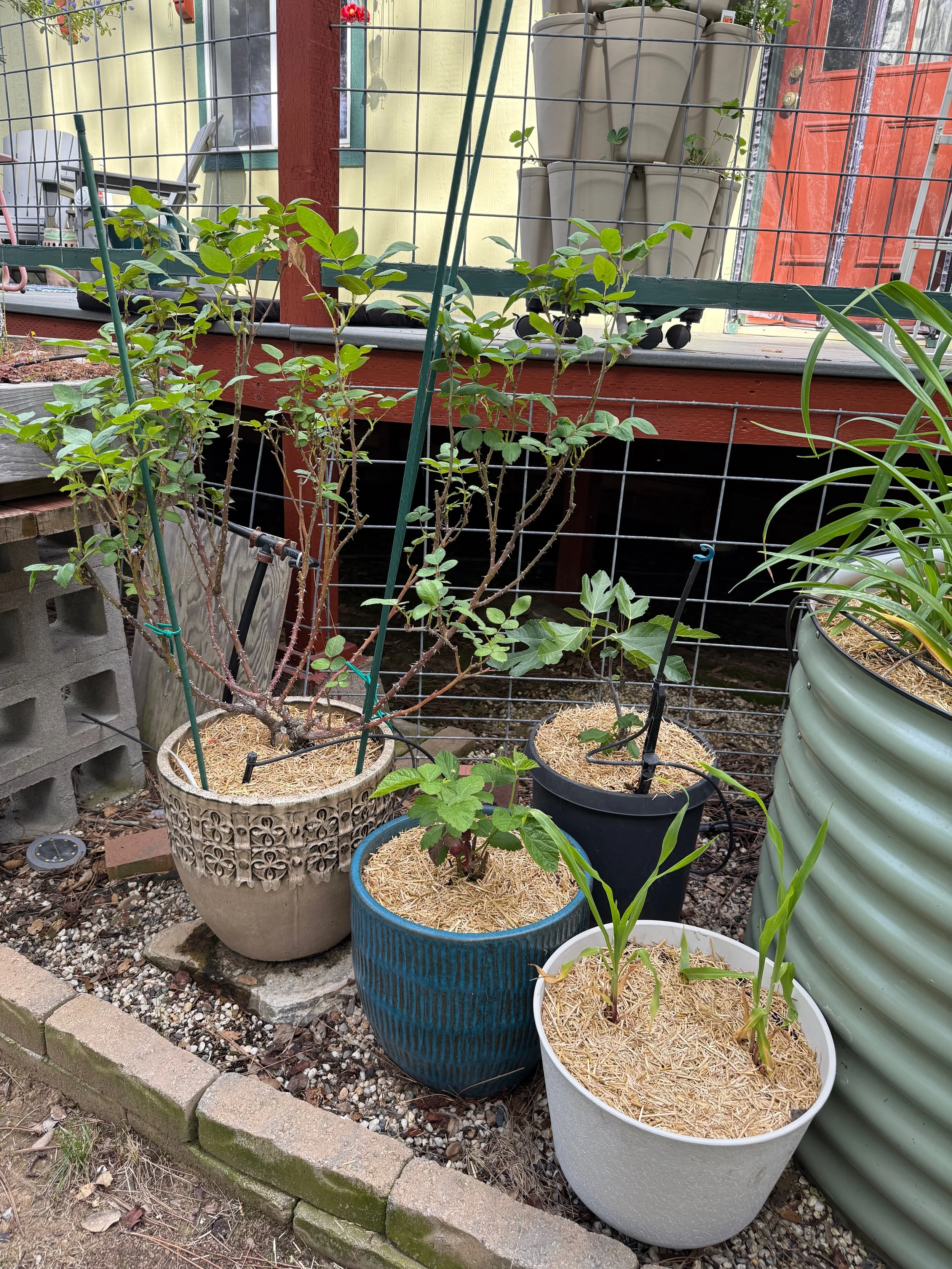 2026_04_09_Garden - 3.jpeg