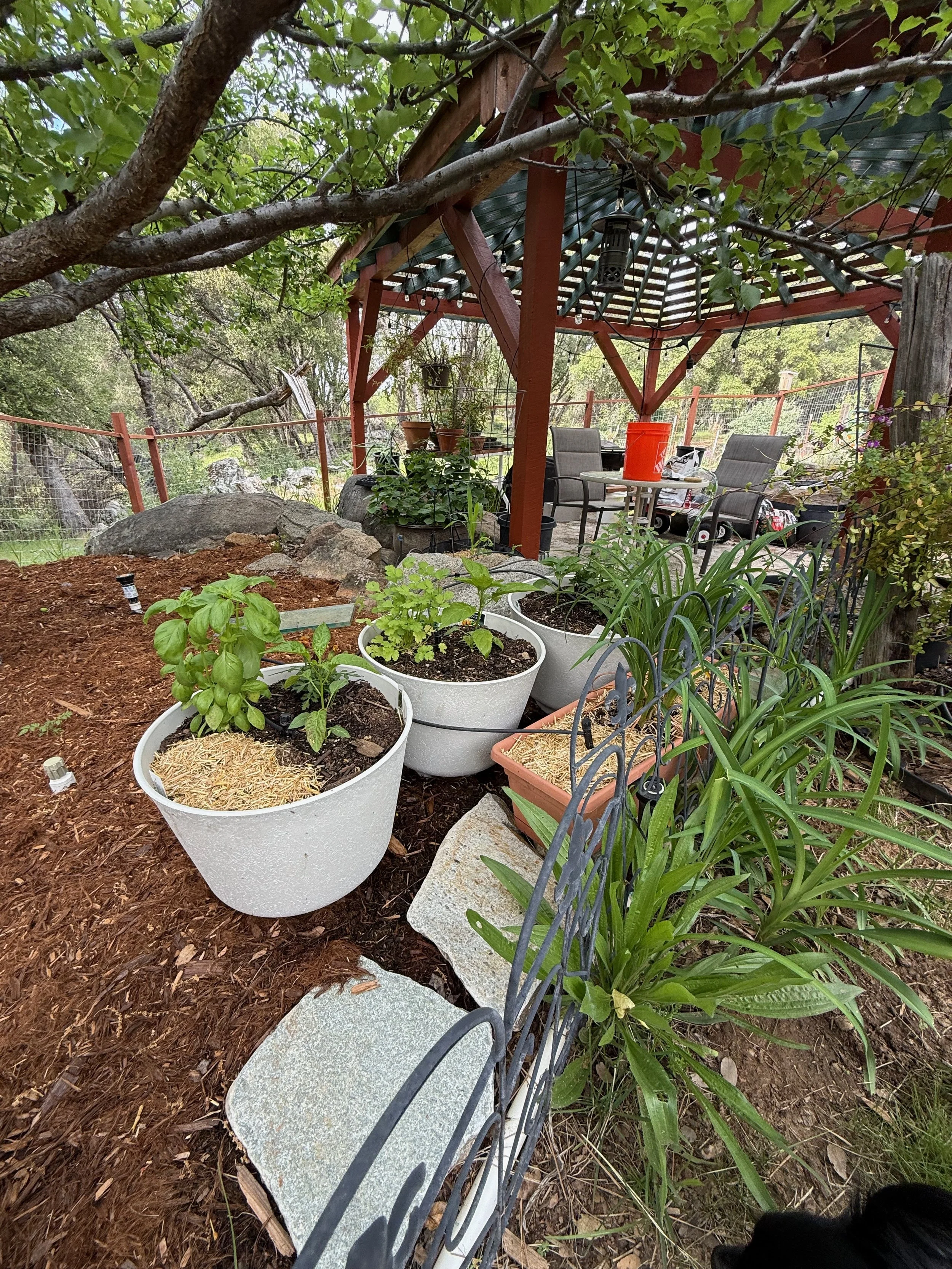 2026_04_09_Garden - 10.jpeg