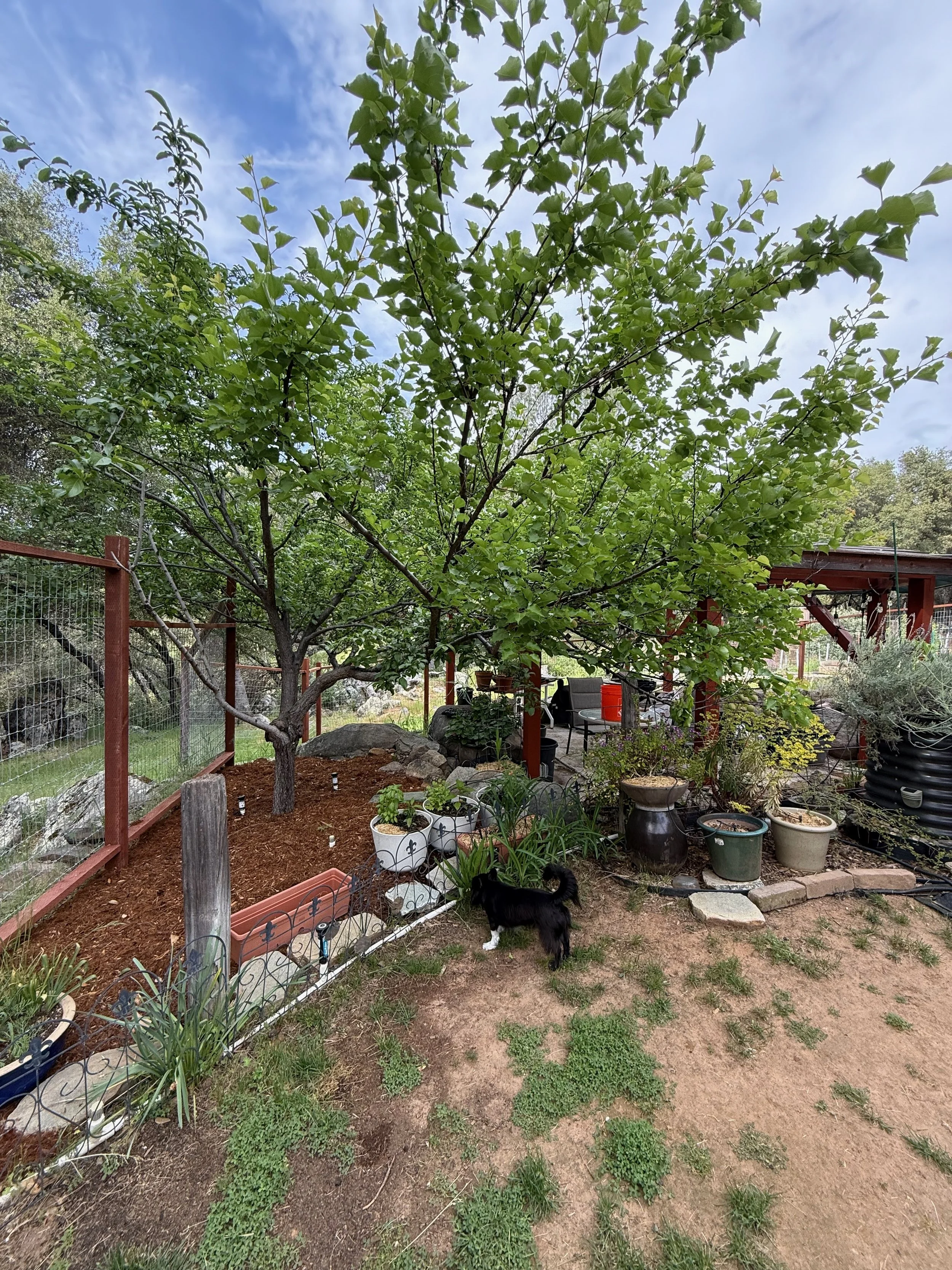 2026_04_09_Garden - 11.jpeg